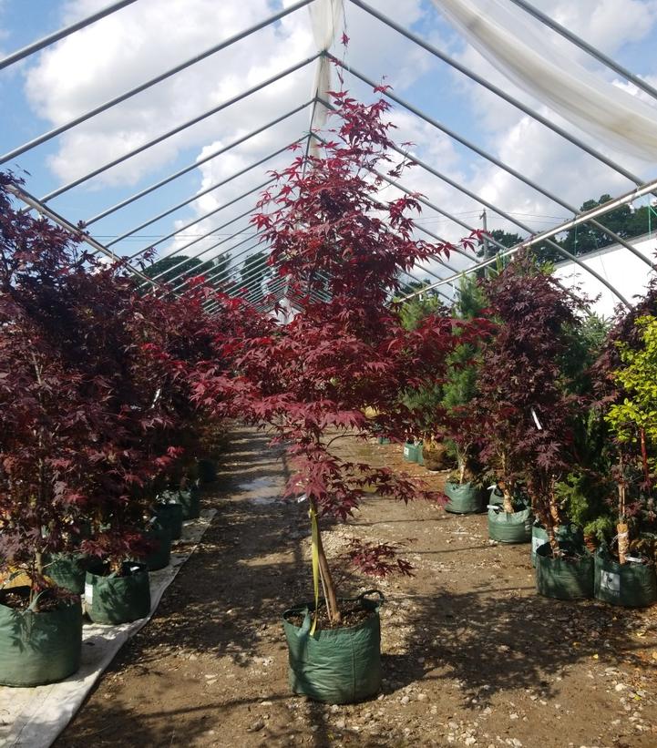 Acer palmatum 'Bloodgood'