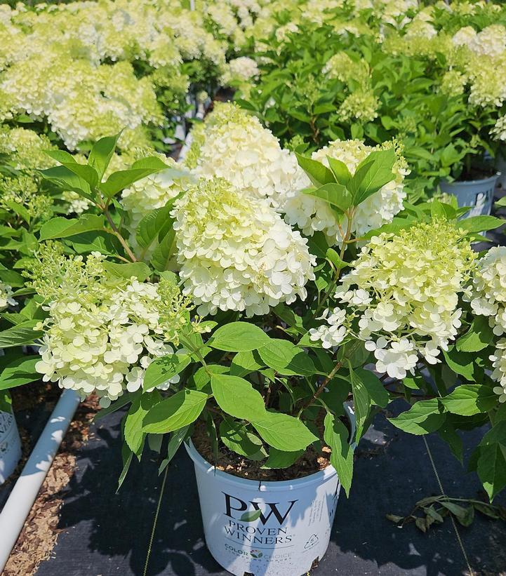 Hydrangea paniculata Fire Light Tidbit®