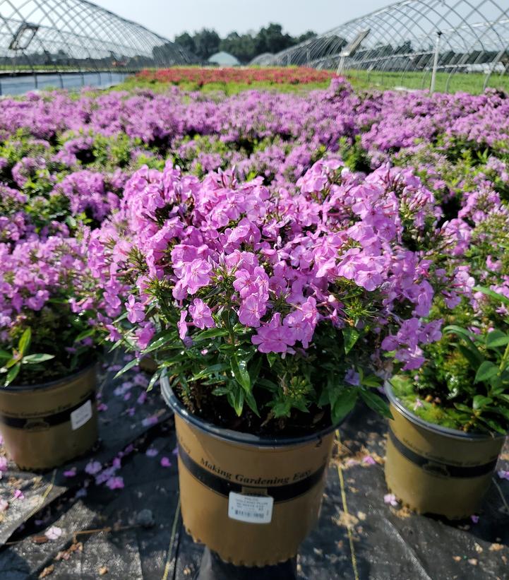 Phlox Volcano® Plum with White Eye