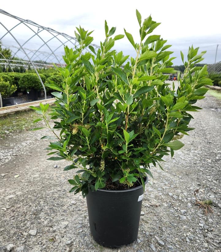 Clethra alnifolia 'Hummingbird'