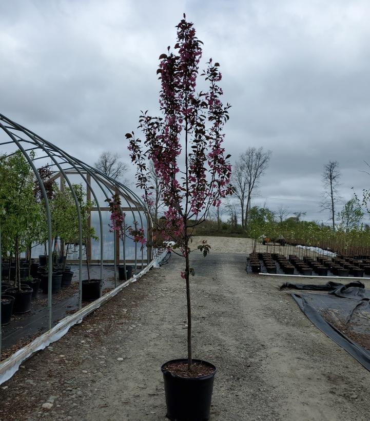 Malus 'Perfect Purple'