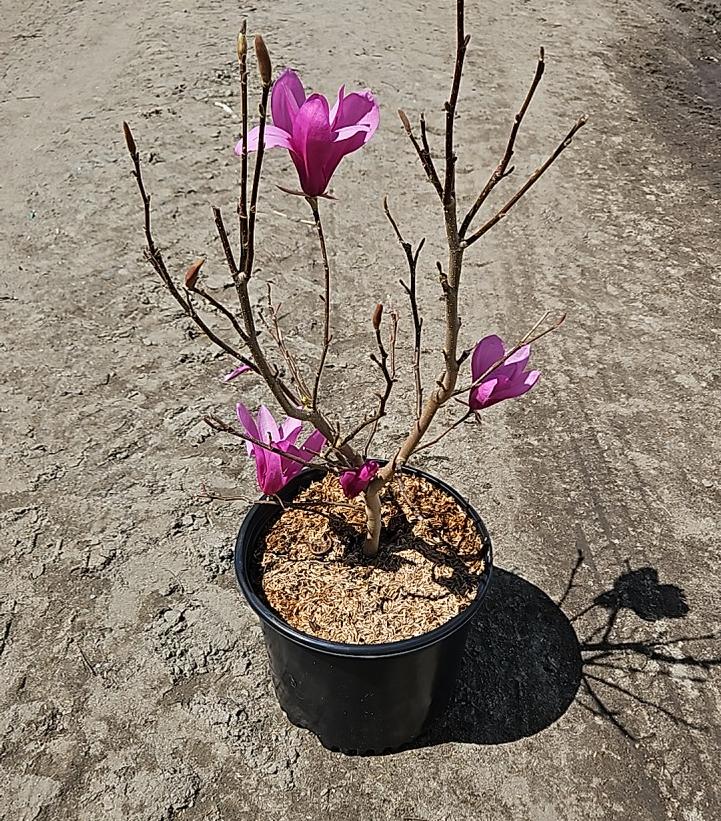 Magnolia liliflora 'Ann'