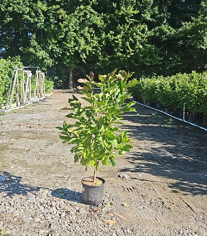 Magnolia liliflora 'Betty'