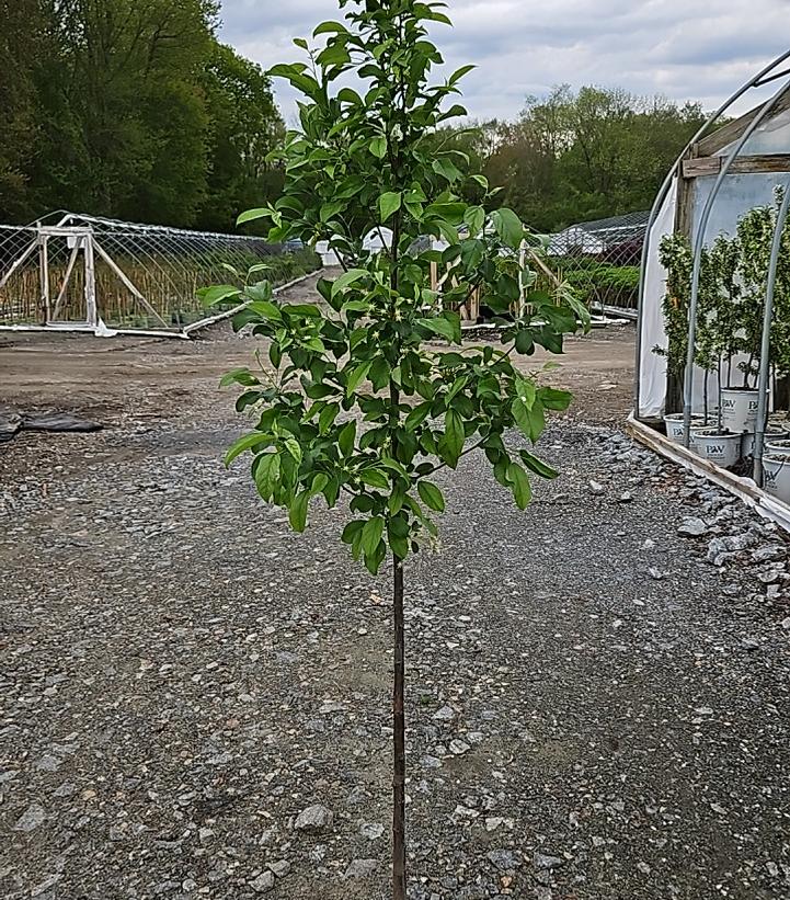 Malus x Red Jewel™