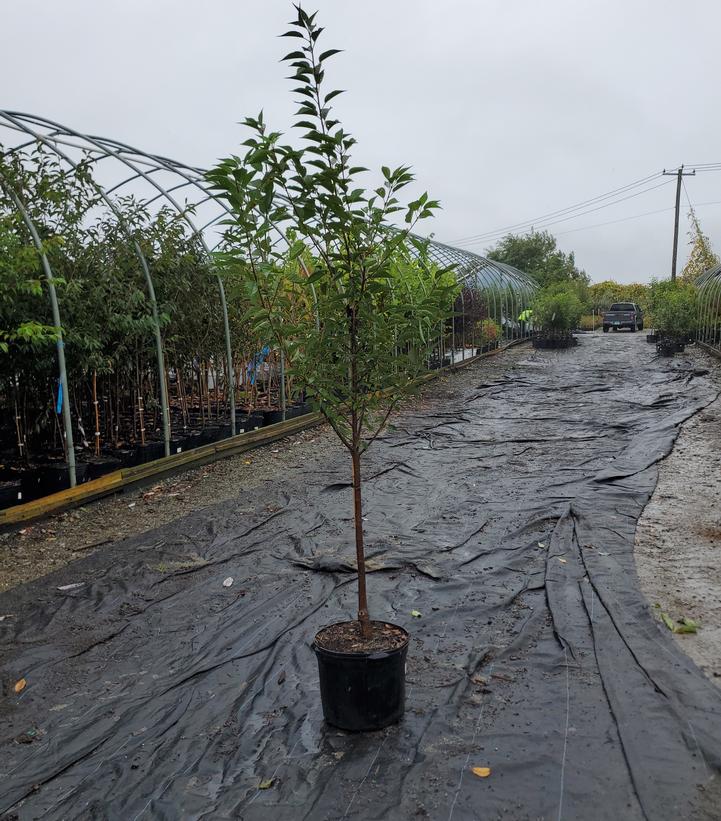 Prunus First Blush®