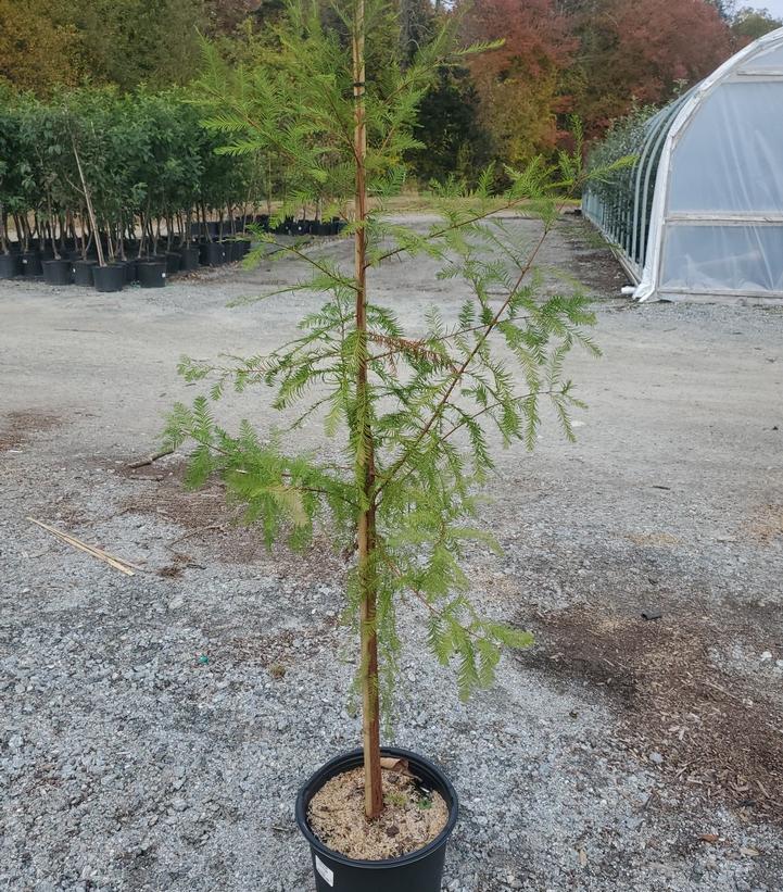 Taxodium distichum 