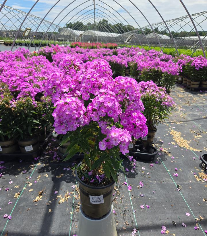 Phlox Volcano® Plum with White Eye