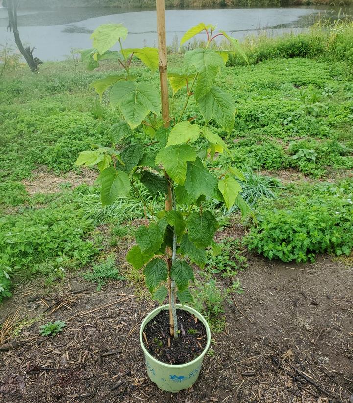 Acer pensylvanicum 