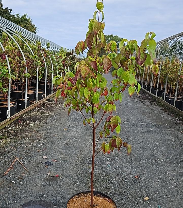Cornus florida 'Cherokee Princess'