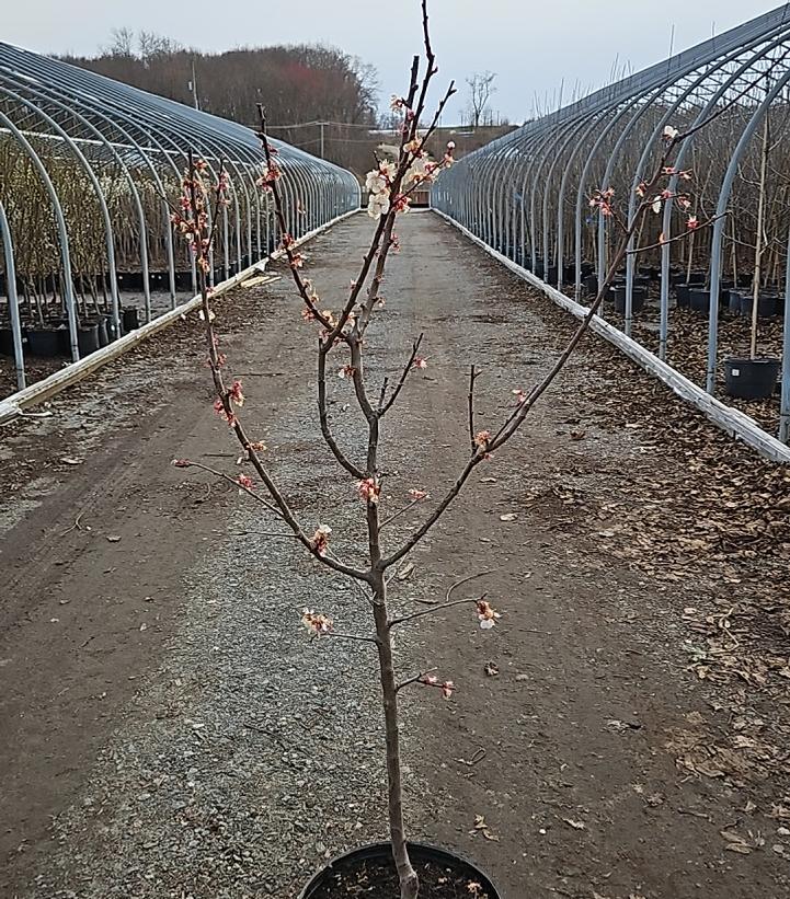 Prunus armeniaca 'Goldstrike'