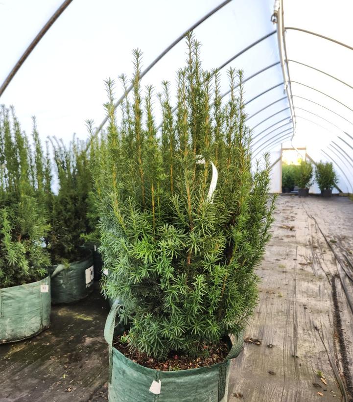 Taxus media Hicksii