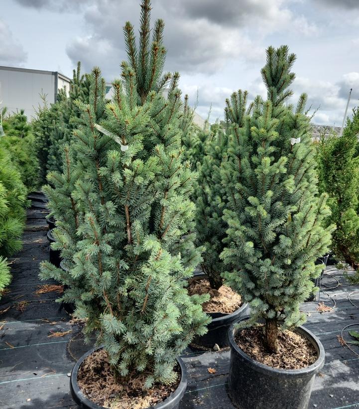 Picea pungens 'Fastigiata'