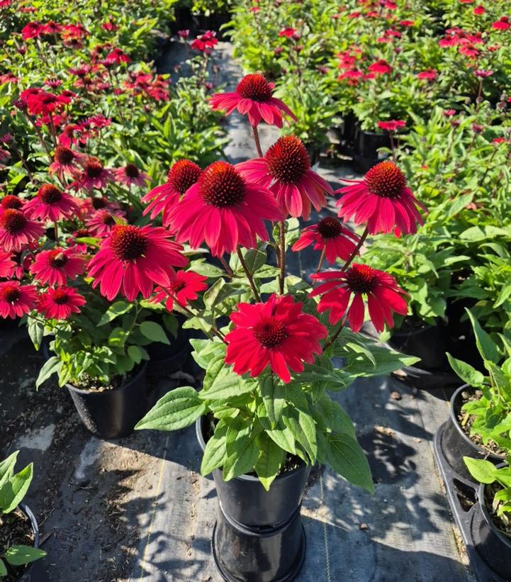Echinacea x Panama™ Red