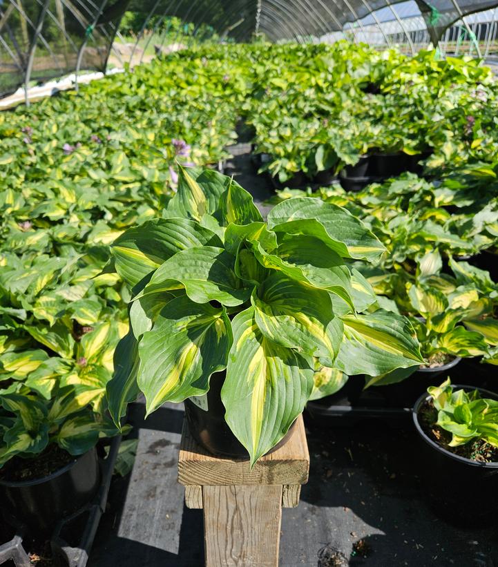 Hosta x 'Lakeside Paisley Print'