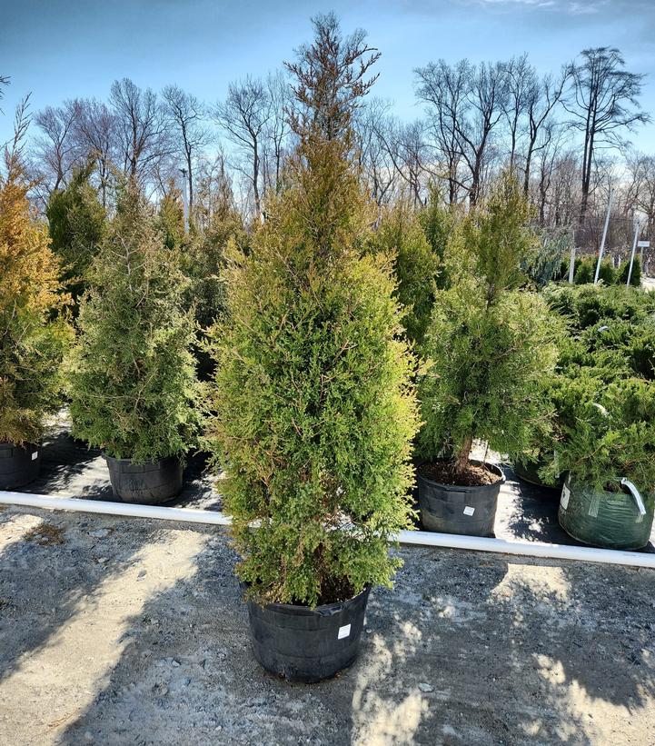 Juniperus virginiana 