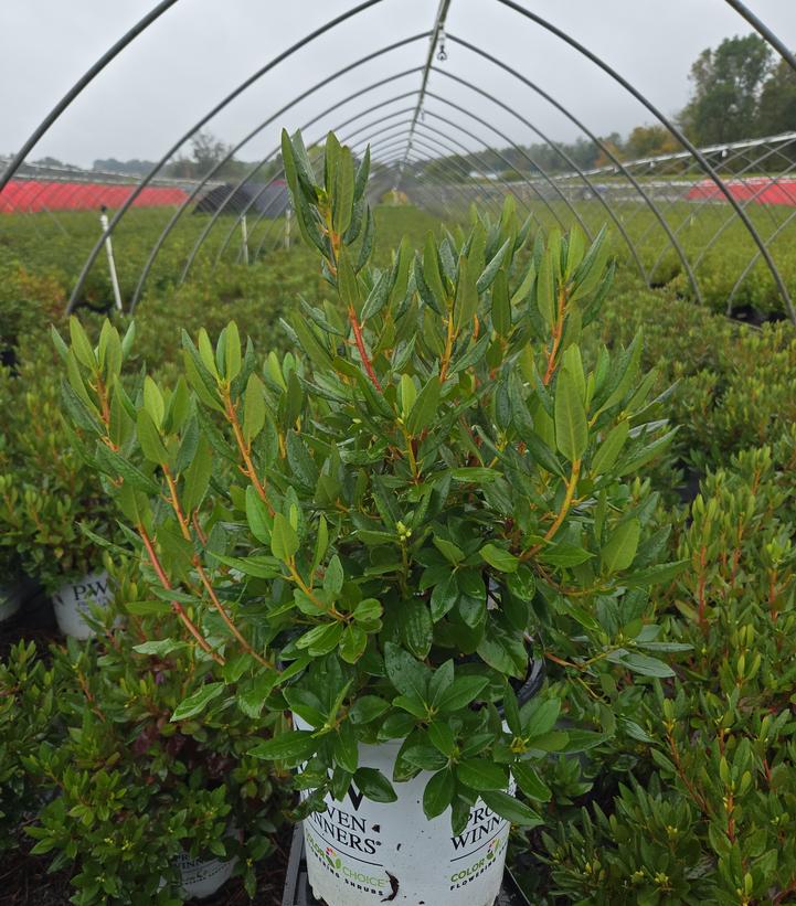 Rhododendron x Black Hat®