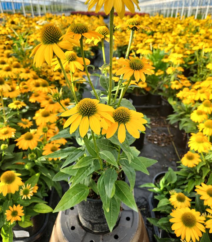 Echinacea x Artisan™ Yellow Ombre