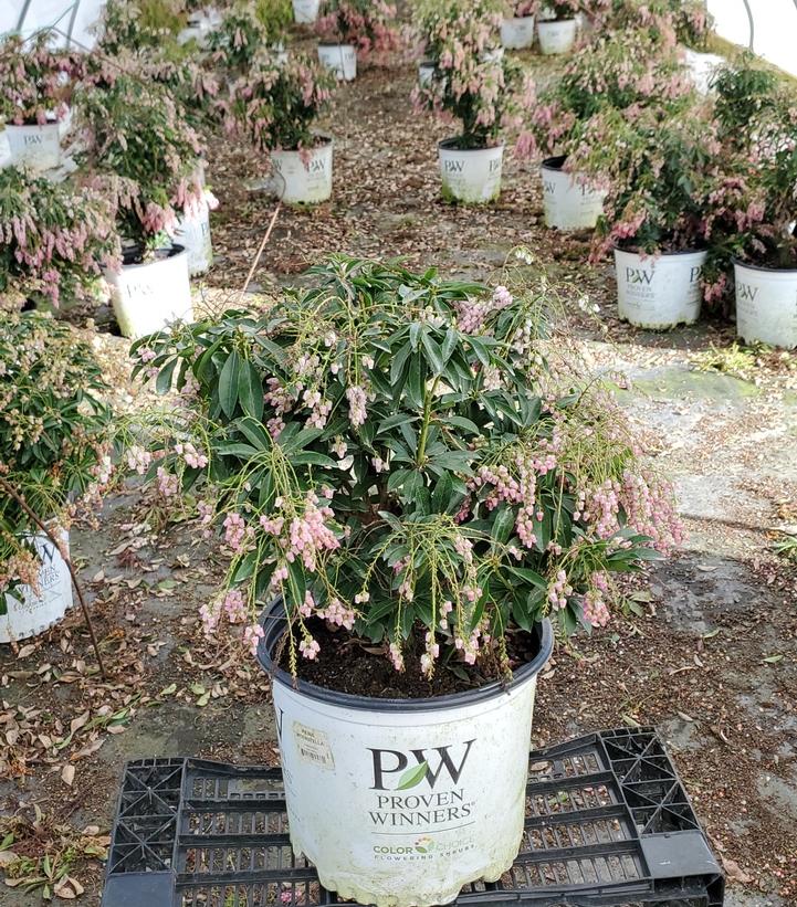 Pieris japonica Interstella®