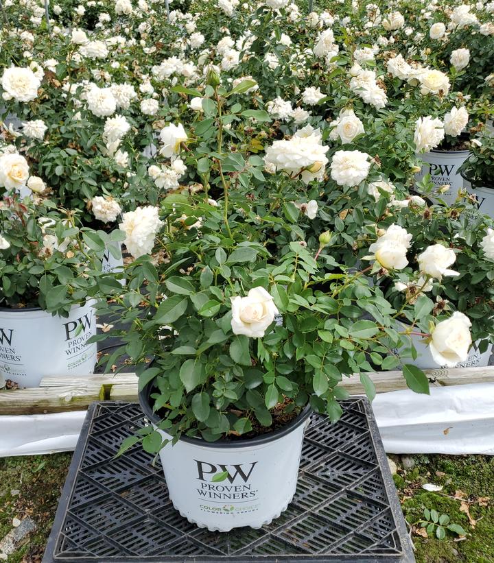Rosa x Reminiscent® Crema