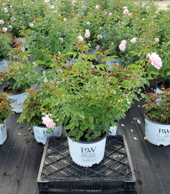 Rosa x Reminiscent® Pink
