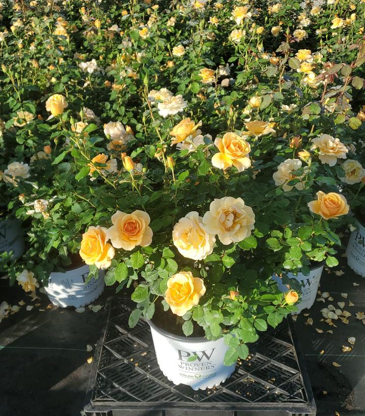 Rosa x Rise Up Amberness®