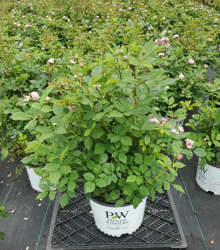Rosa x Rise Up Lilac Days®