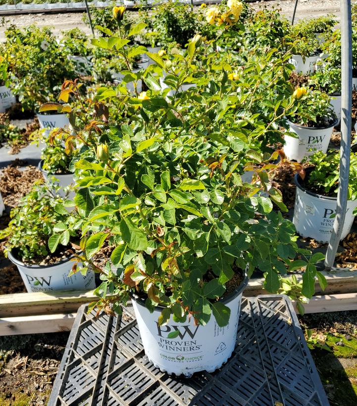 Rosa x Rise up® Ringo®