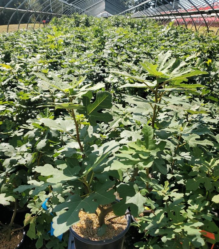 Ficus carica 'Fignominal'