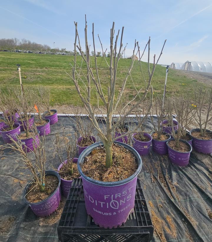 Hibiscus syriacus French Cabaret™