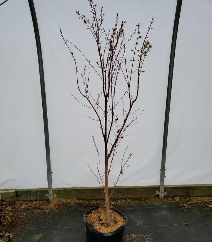 Acer palmatum 'Sango Kaku'