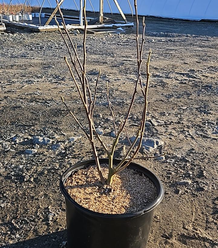 Magnolia stellata 'Royal Star'
