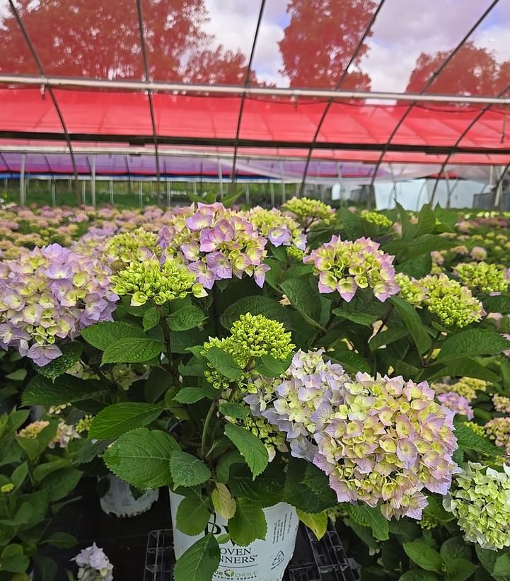 Hydrangea macrophylla Let's Dance Sky View®