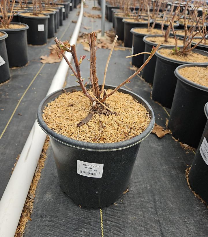 Rubus ideaus 'Joan J'