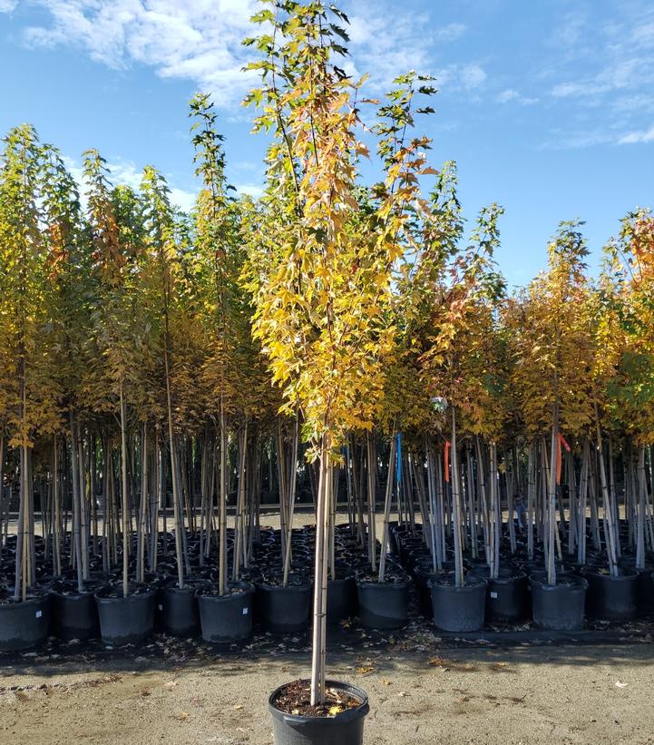 Acer rubrum Armstrong Gold®