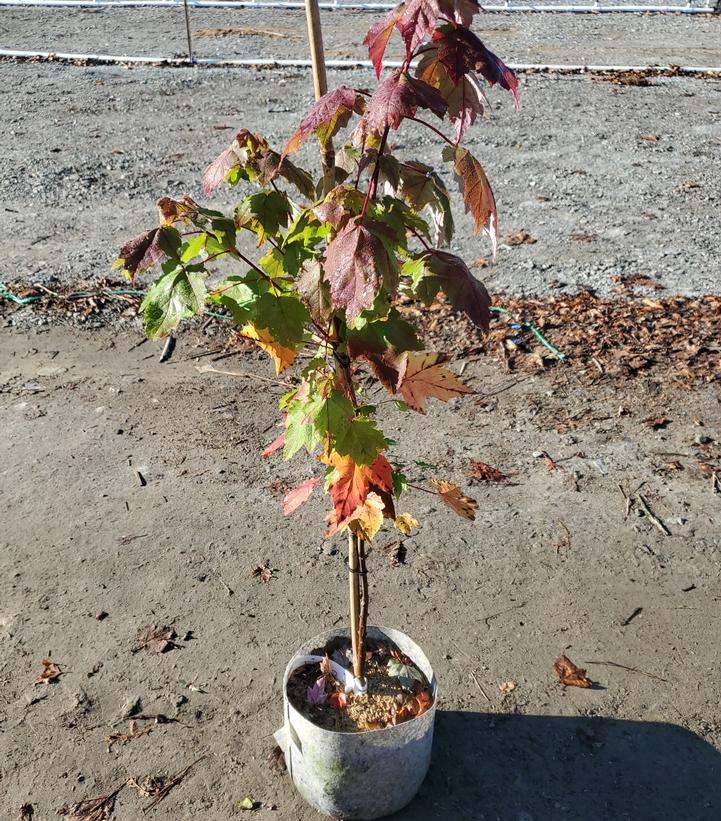 Acer rubrum 'October Glory'