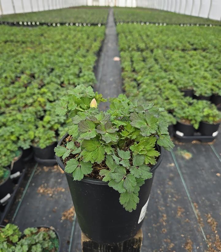 Aquilegia x Earlybird™ Blue White