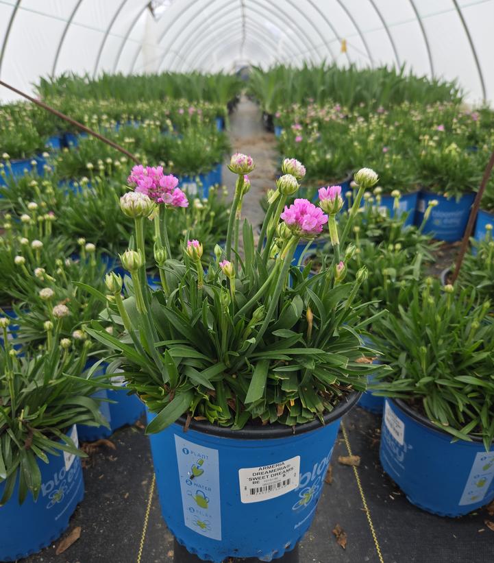 Armeria pseudarmeria Dreameria® Sweet Dreams