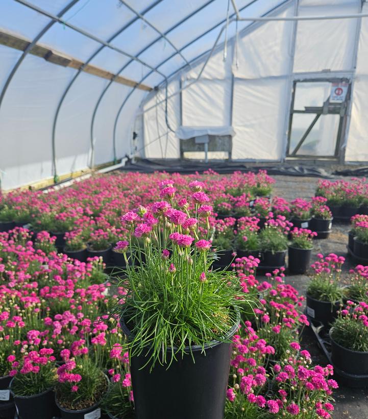 Armeria maritima 'Morning Star Deep Rose'