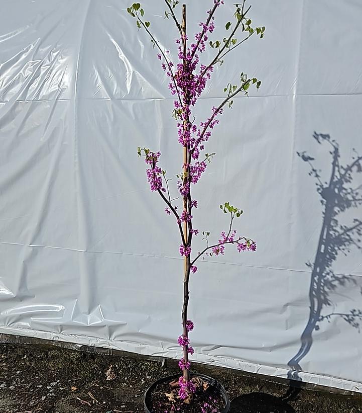 Cercis canadensis Northern Herald®