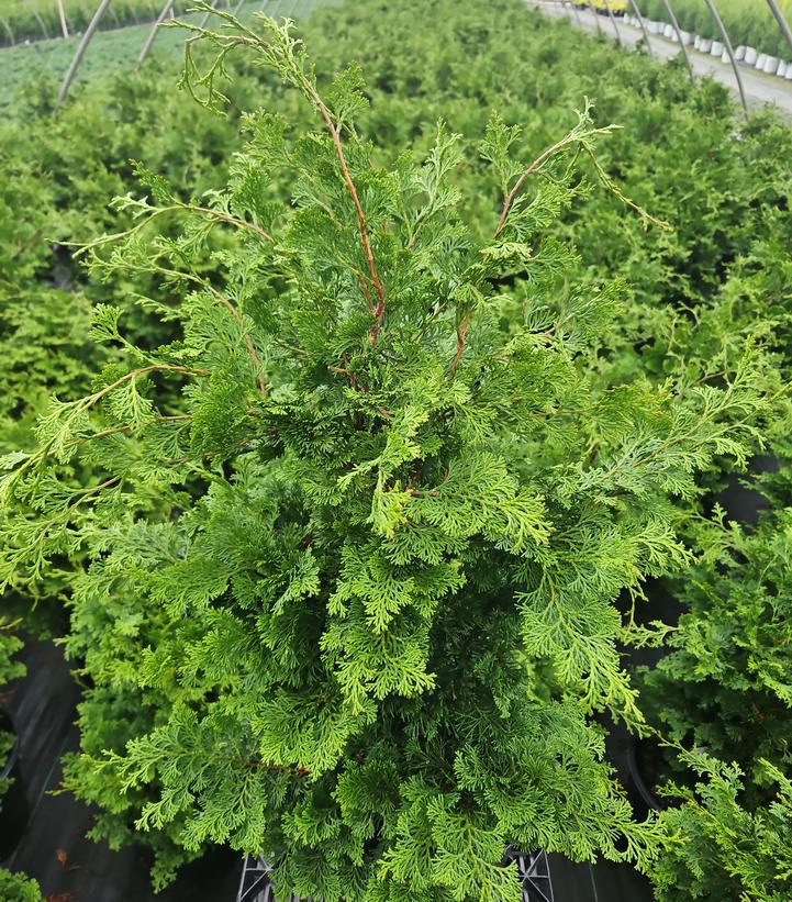 Chamaecyparis obtusa 'Wells Special'