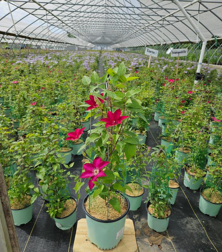 Clematis Garland® Tekla™