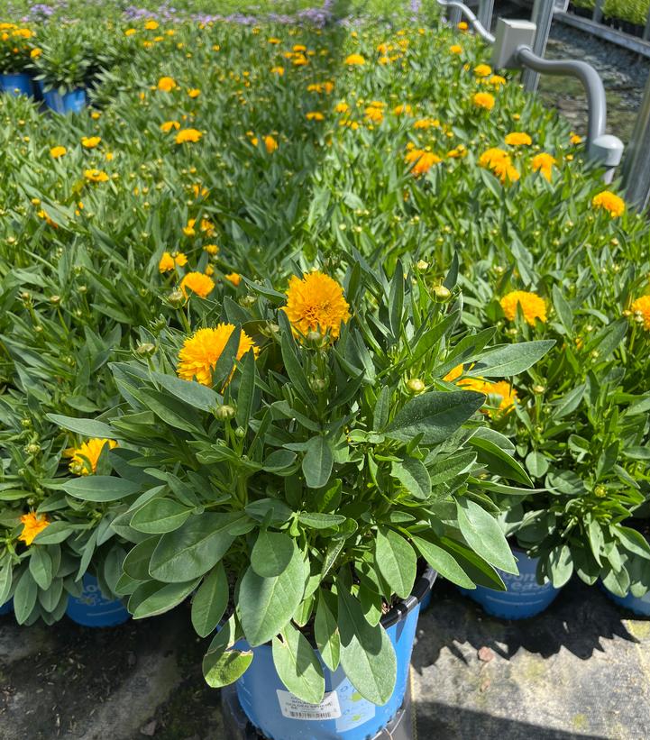 Coreopsis Solanna™ Golden Sphere