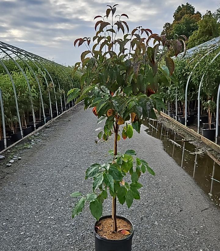 Cornus florida Ragin' Red™