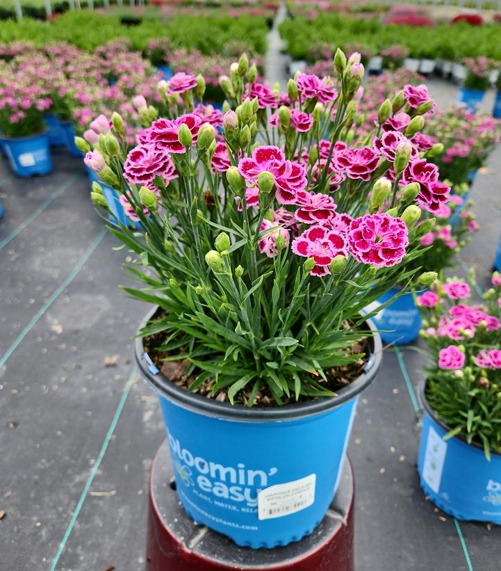 Dianthus plumarius Delilah™ Bicolor Purple