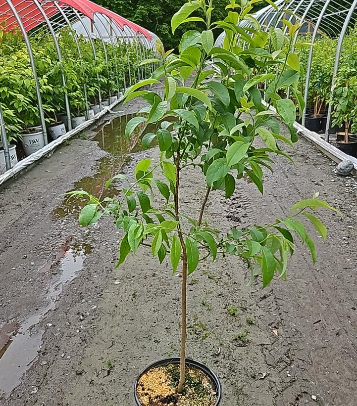 Diospyros virginiana 