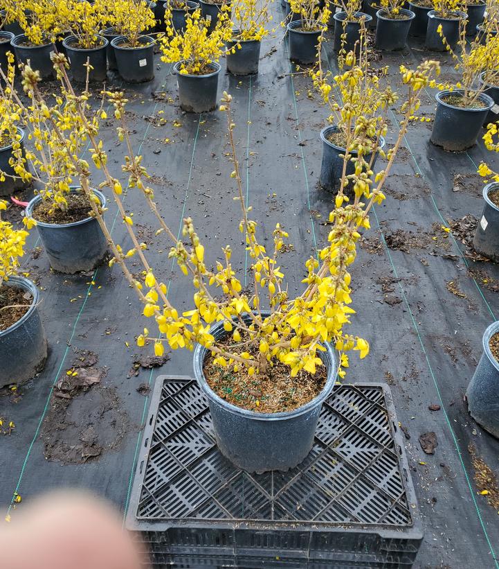 Forsythia x intermedia Magical® Gold