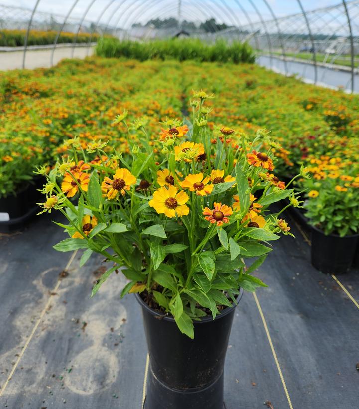 Helenium HAYDAY™ Gold Bicolor