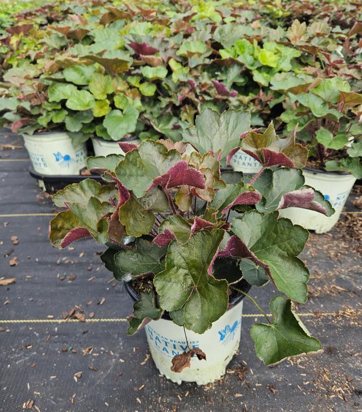 Heuchera villosa 