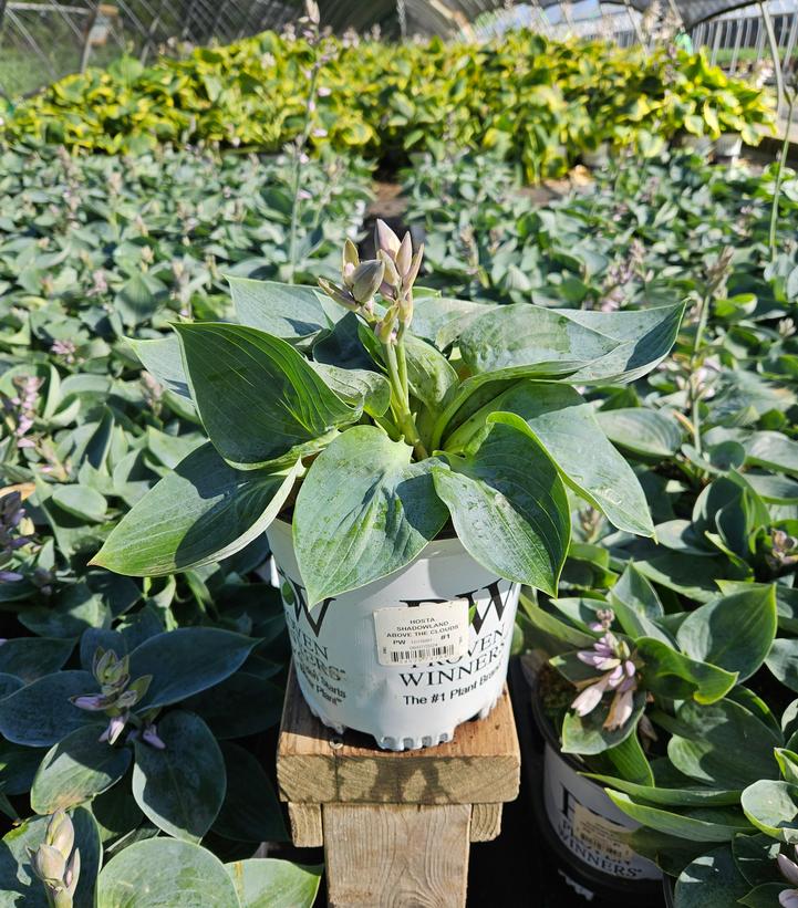 Hosta x Shadowland® 'Above the Clouds'