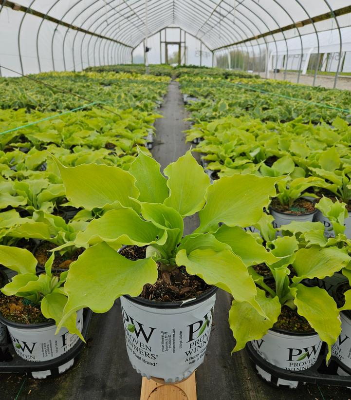 Hosta Shadowland® 'Echo the Sun'